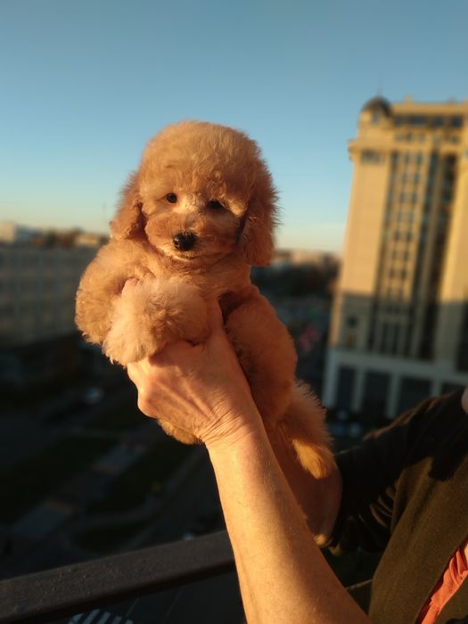 Девочки мальтипу