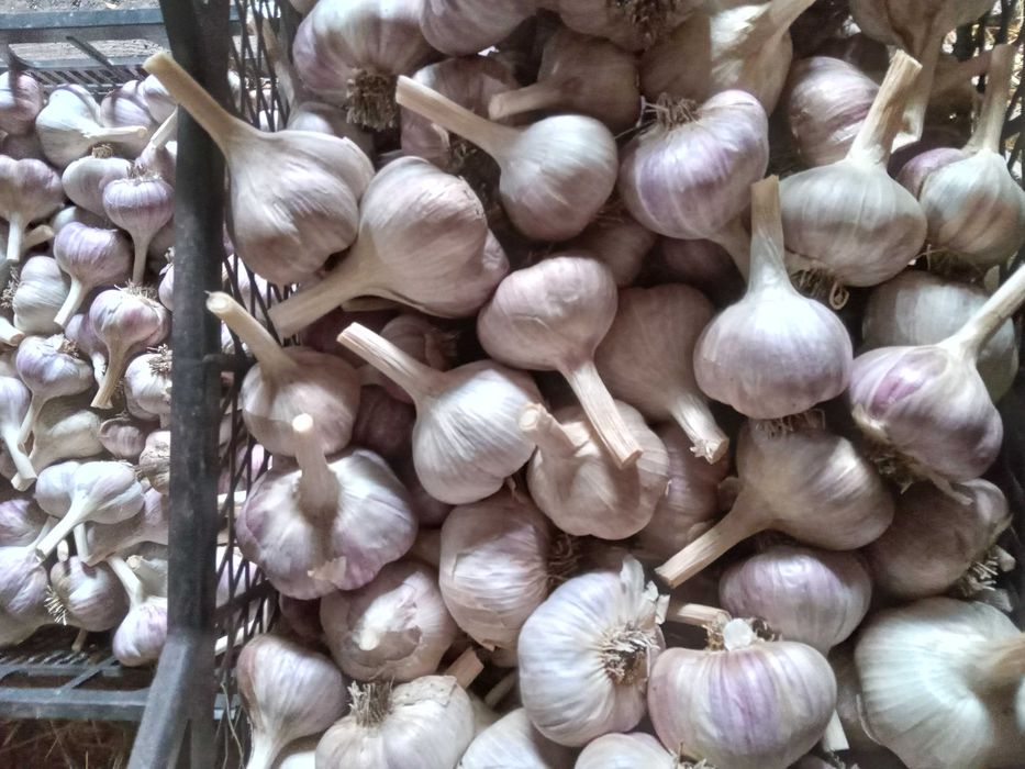 Продам крупный чеснок