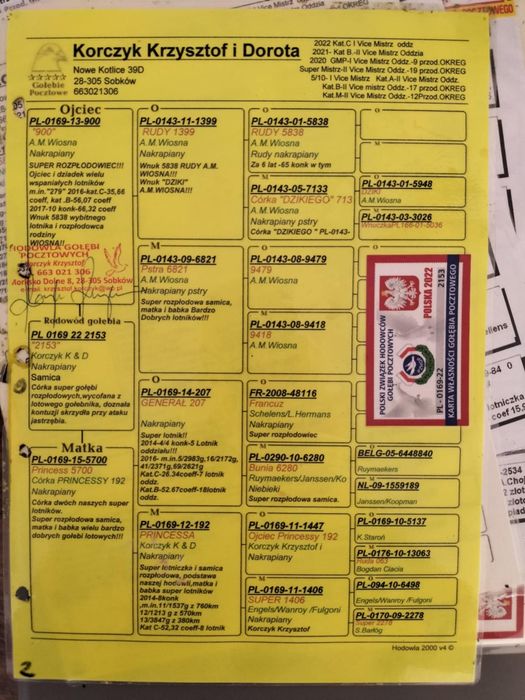 Gołębie pocztowe. K. Korczyk