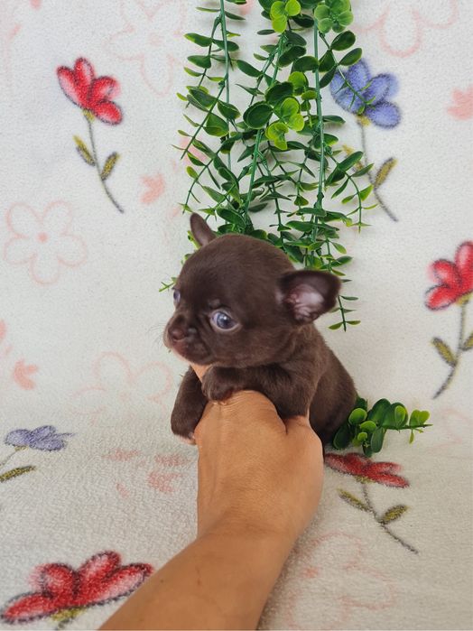 Excecional mini Chihuahua/Chiuaua.LinhagemRussa,Qualidade