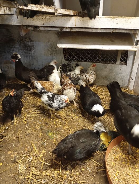 Kury ozdobne holenderskie zapraszam