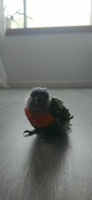 Vendo Loris Molucanos