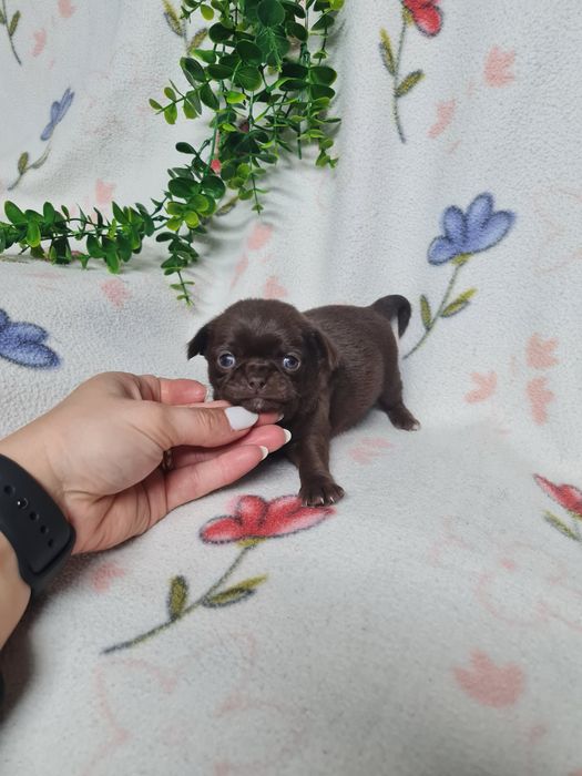 Excelente menina mini mini chihuahua/chiuaua linhagem Russa.Qualidd