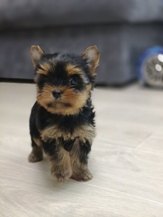 Класнюча дівчинка