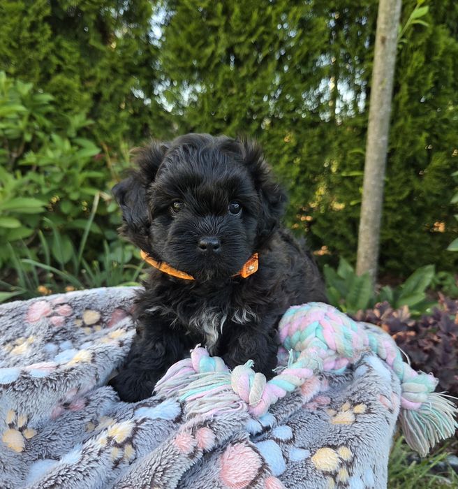 Shihpoo hybryda shihtzu pudel toy