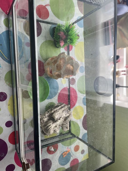 Терариум , для рептилий.