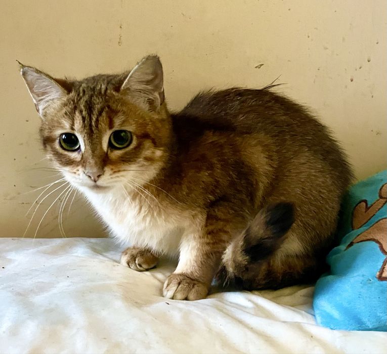 Котенок девочка маленькая полосатая рыжая кошеня дівчинка смугаста