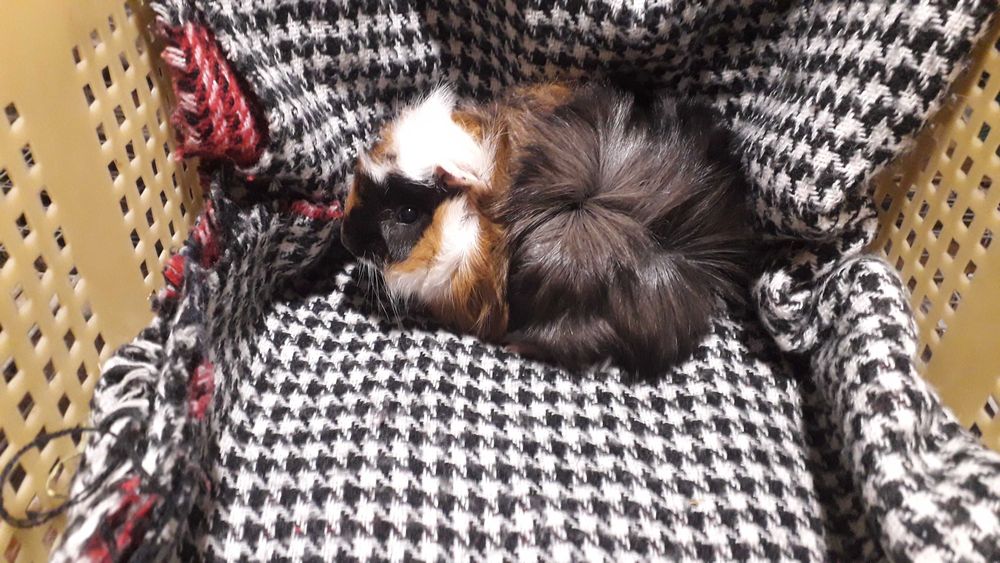 Морська свинка, розетка.