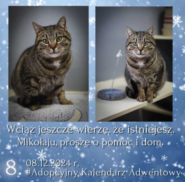 Wciąż wierzę, że istniejesz. Mikołaju proszę o pomoc i dom !