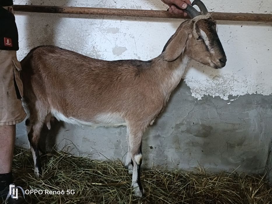 Koza mleczna 2 letnia