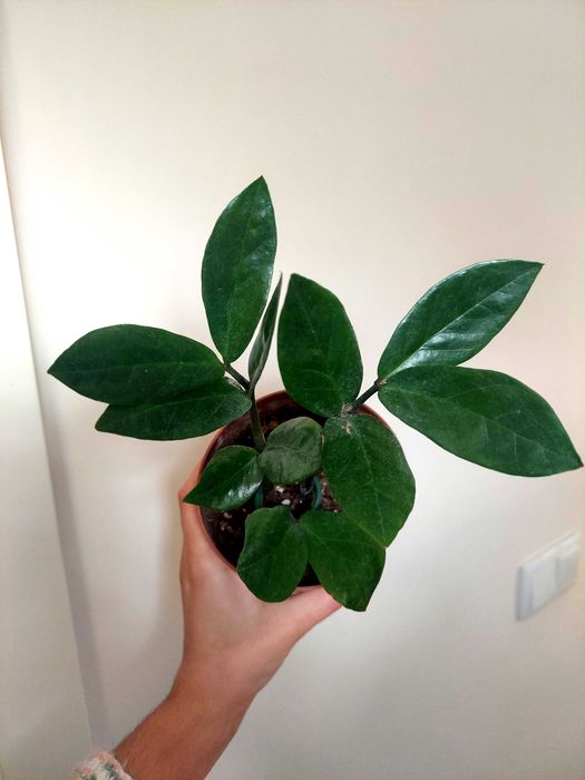 Planta Zamioculca zamifolia