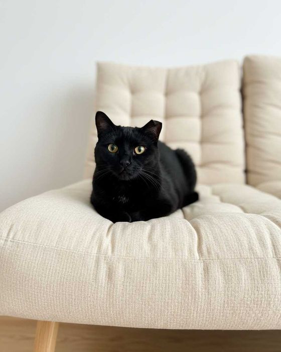 Setúbal / Margem Sul / Lisboa — PICAS, gatinha para adoção