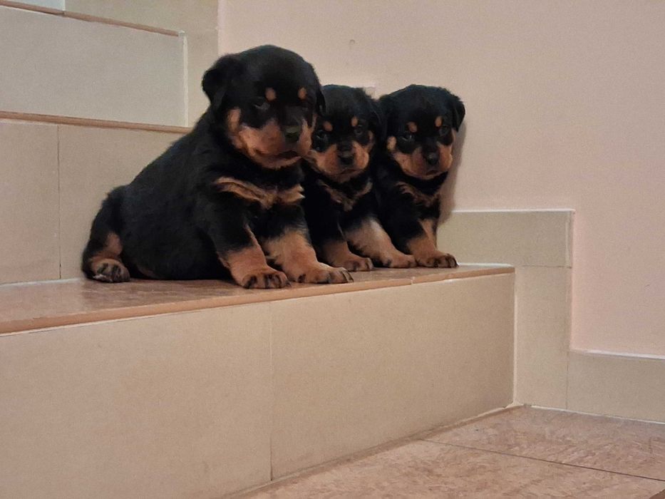 rottweiler szczeniak