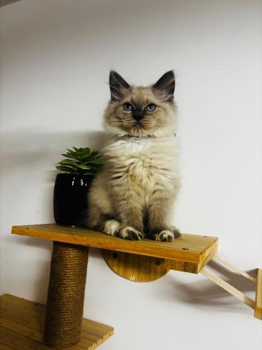 Śliczny Ragdoll z metryką!