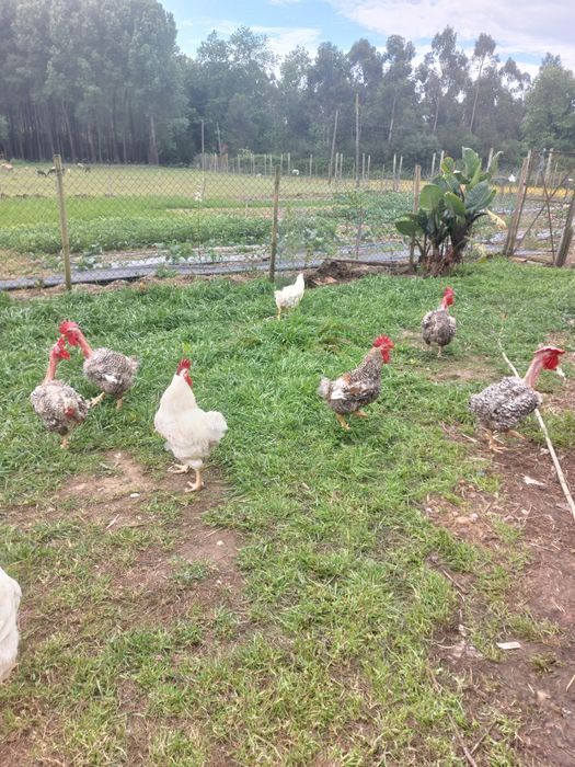 Galos bons para cabidela ou outros petiscos