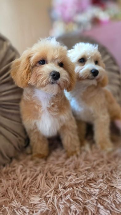 XXS MINI Maltipoo maltańczyk pudel toy badania wyprawka hodowla z tradycją komplet szczepień