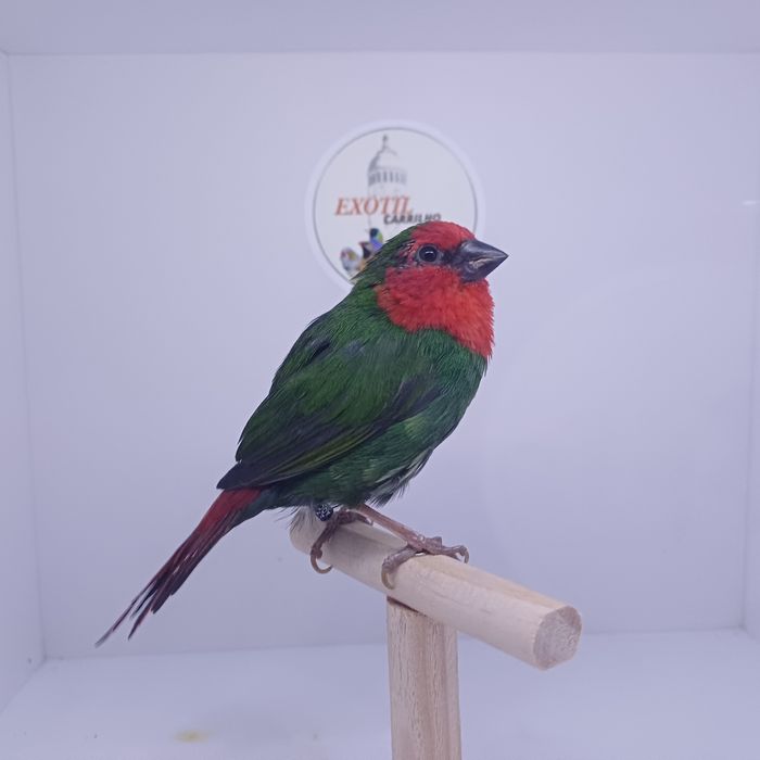 Diamante Papagaio e Babete