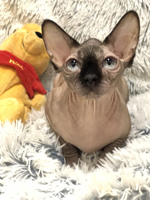 Сфінкс дівчинка стерілізована