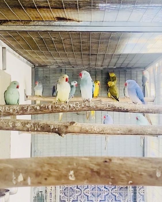 Ring Necks mutacoes: Aceito troca