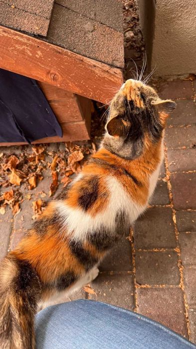 Łódź - Piękna trikolorka szuka domu