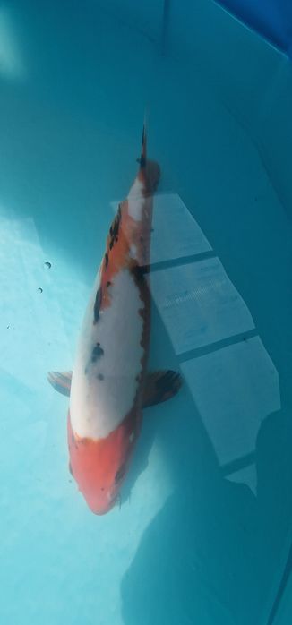 Carpa koi com 32cm