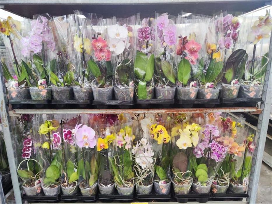 Орхідеї Оптом Сортові Орхидеи Мутанти Підлітки