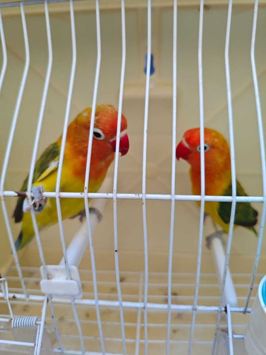 Fishers muito bonitos CASAL