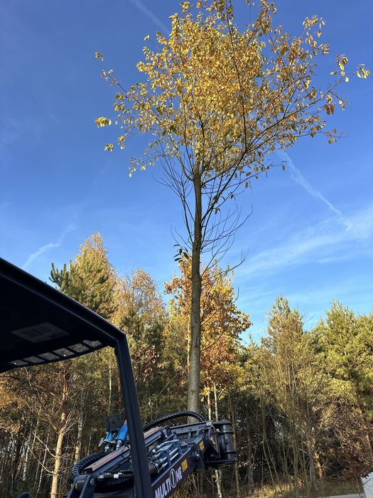 Wynajem MultiOne 8.5 + nożyce – precyzyjne usuwanie drzew, samosiejek.