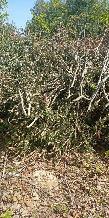 Oddam galęzie patyki na zrzynki