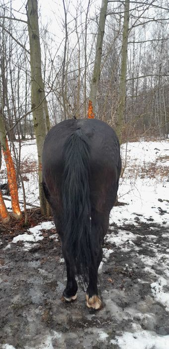 Sprzedam klacz śląską