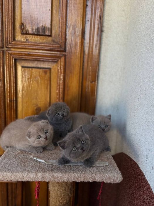 Шотландські  висловухі і прямовухі  кошенята