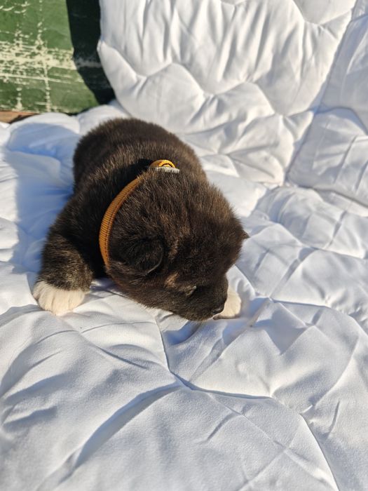 Akita Inu zarezerwowana