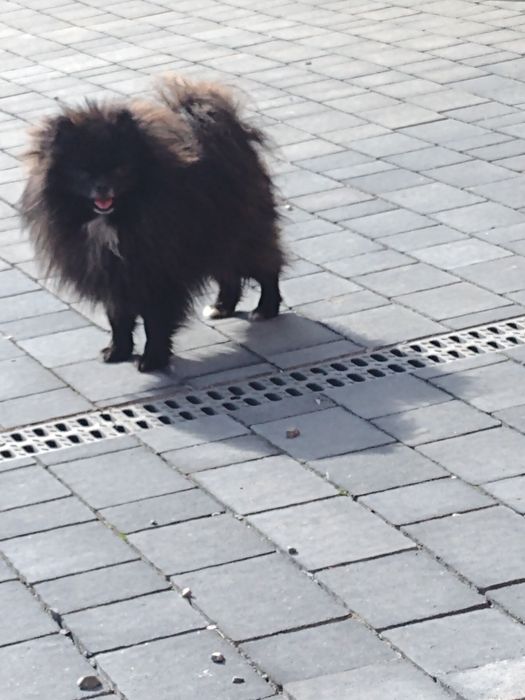 Szpic miniaturowy pomeranian
