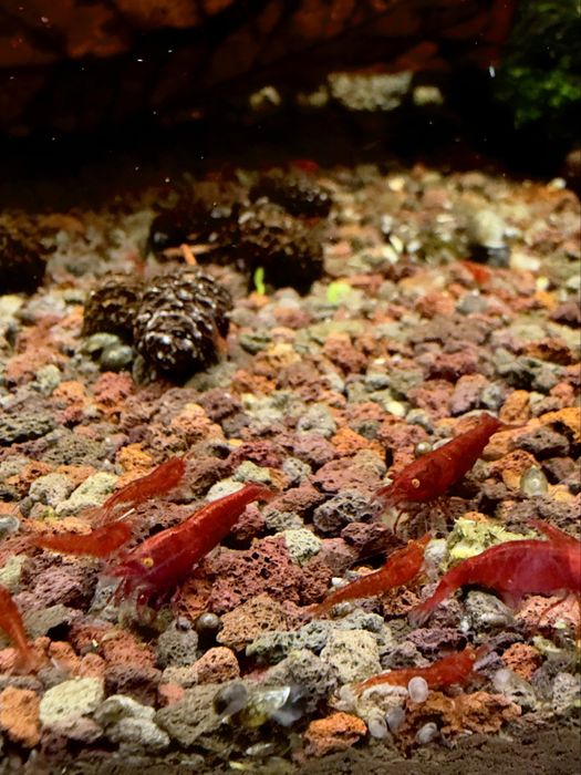 Bloody Mary Orange Eye - krewetki Neocaridina / pomarańczowe oczy