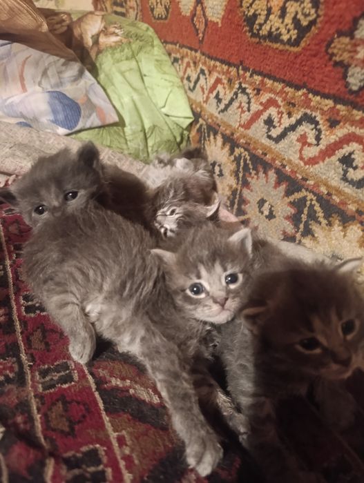Котята в хорошие руки