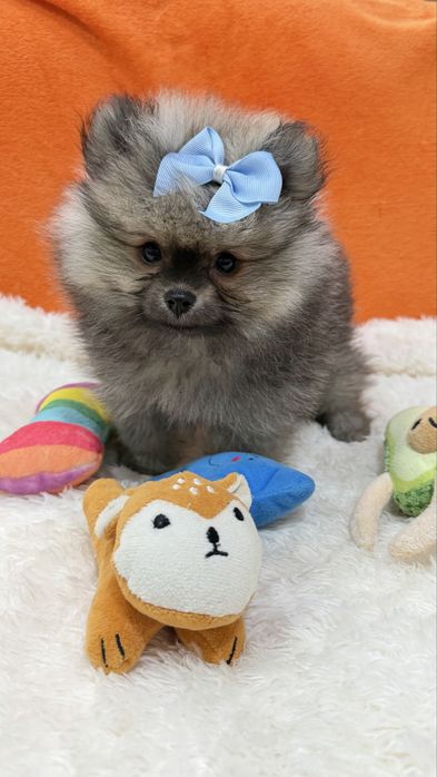 Lulu da Pomerânia Micro Miniatura com Lop e Afixo