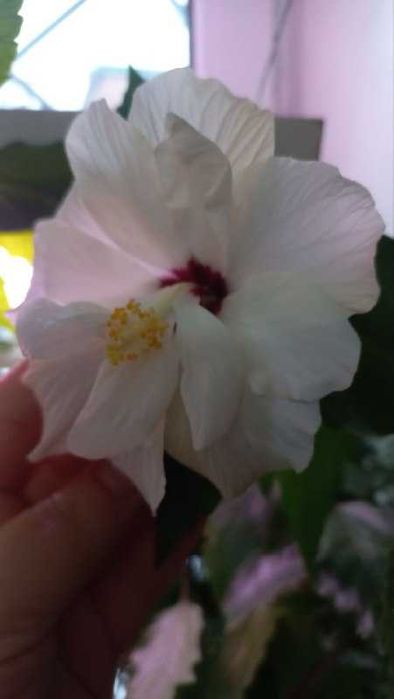 Продам гибискус,розмарин,розы,колеус,хризантемы,жакаранду,авокадо и др