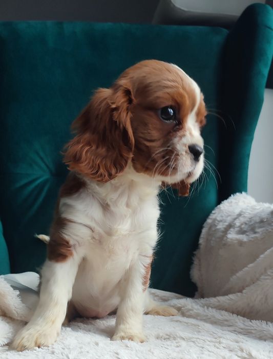 Cavalier king Charles suniaXs