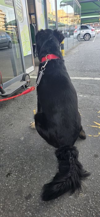 Preciso de um lar para esse companheiro