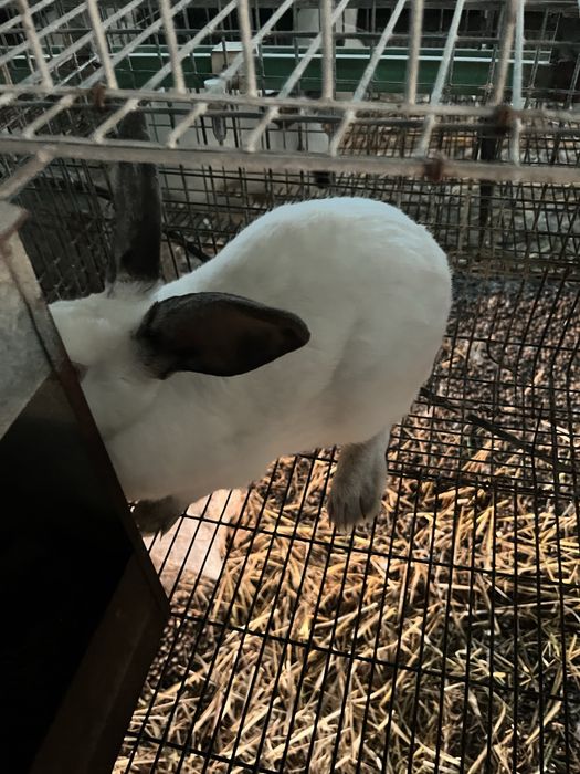 Casal de coelhos adultos