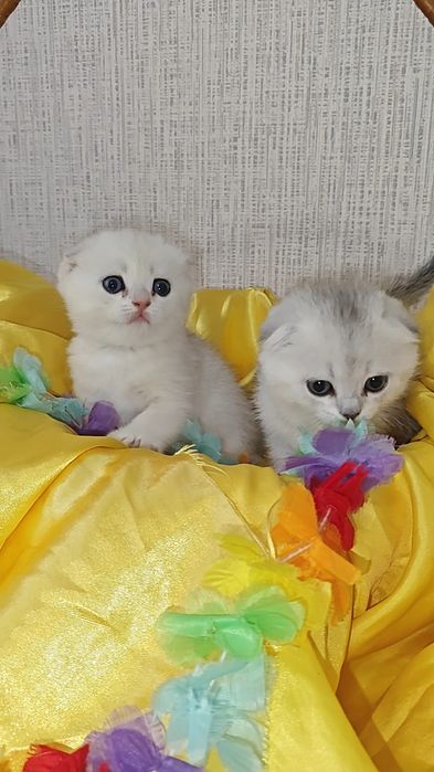 Висловухі сріблясті шиншили