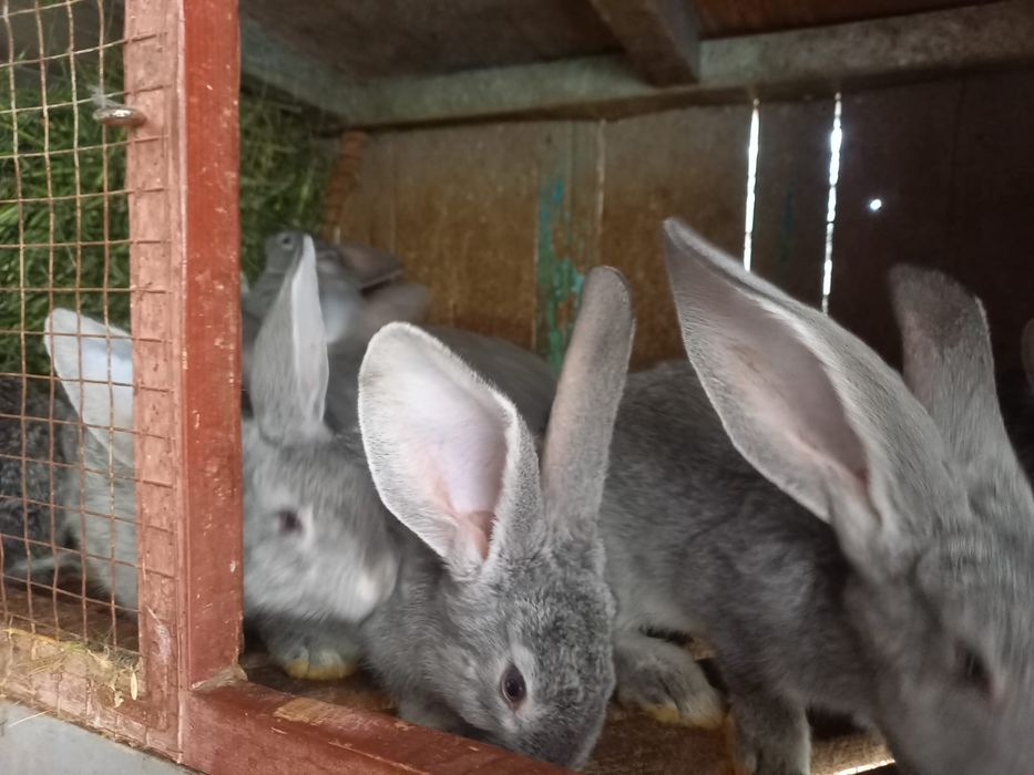 Європейська шиншила,білий велікан,фландер