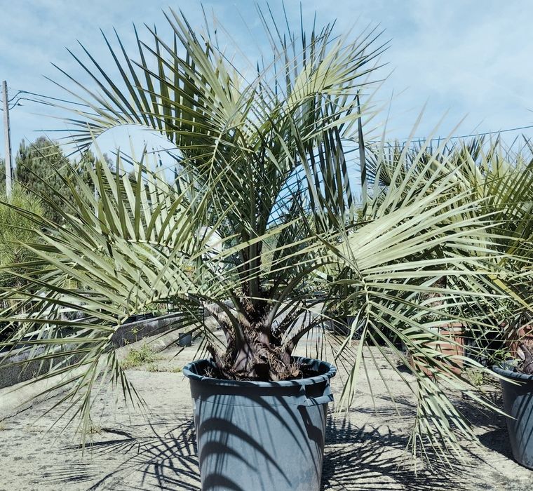 Palmeiras azuis Butia capitata ou butiazeiros