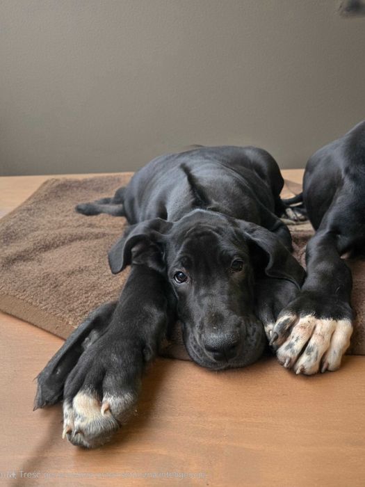 Dog niemiecki przecudny szczeniak Hodowla Dolce Lalla