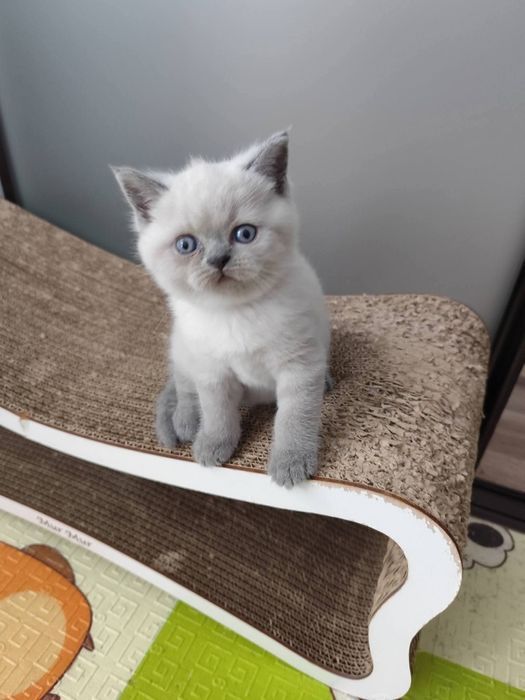 Шотландський прямовухий котик