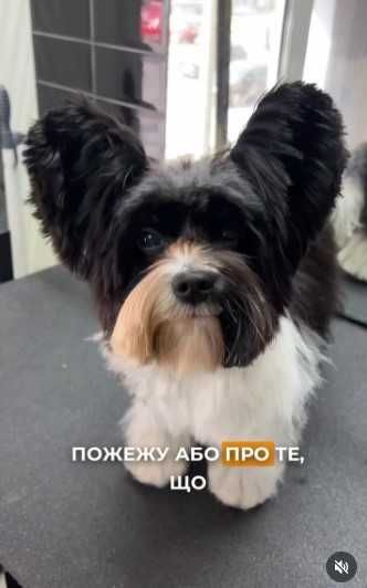 Бівер-йорк, шукає дівчинку для в'язки