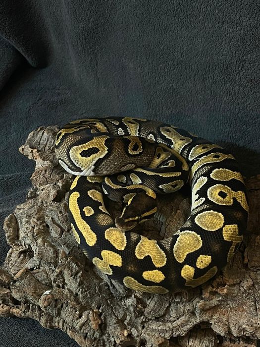 Wąż, dorosle i maluchy