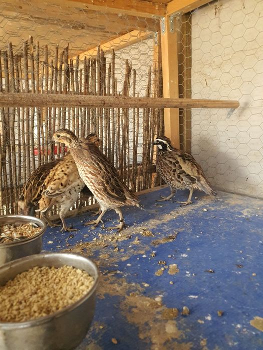 Codorniz da Califórnia e da Virginia