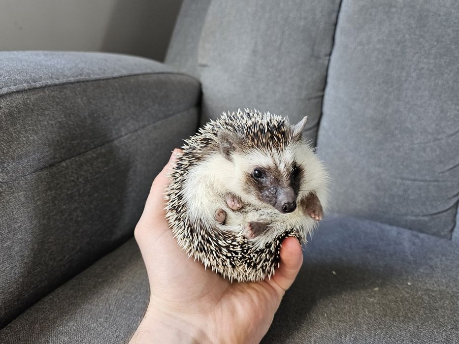 Jeż pigmejski , samica 5miesięcy