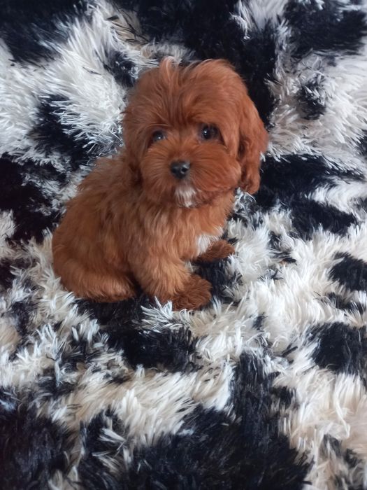 Cavapoo F1 dziewczynka mini. Badania genetyczne